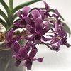 NEOSTYLIS PINKY